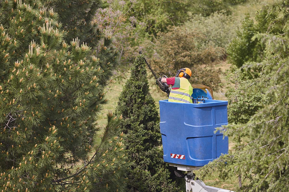 pruning a cypress with a chainsaw on a crane