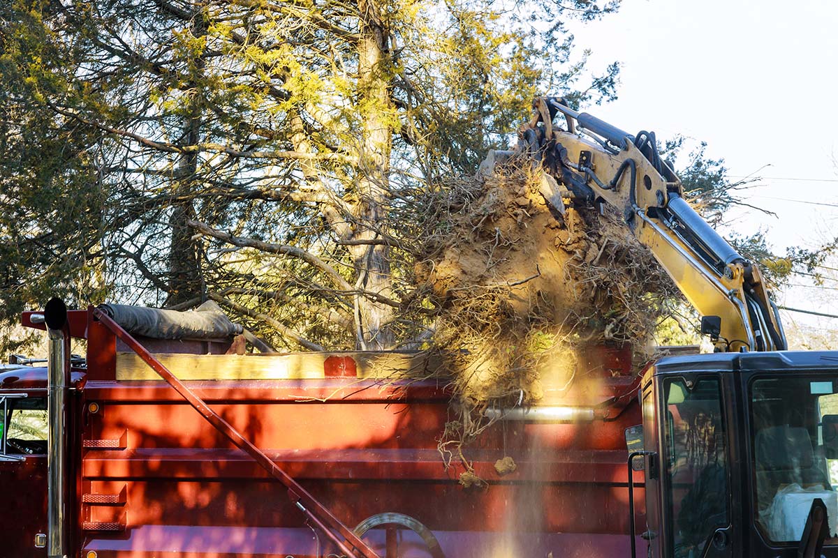 emergency tree removal service Haverhill ma