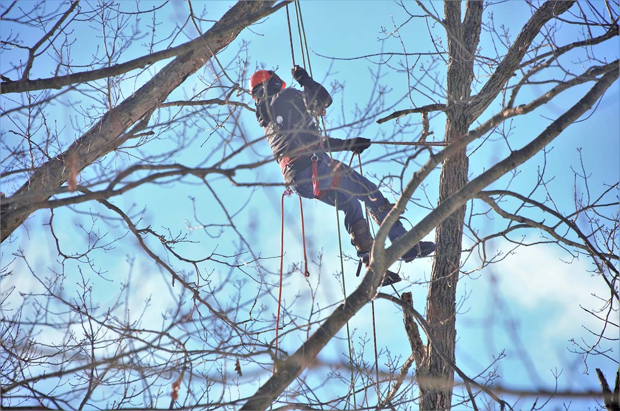 tree climber climbing a tree