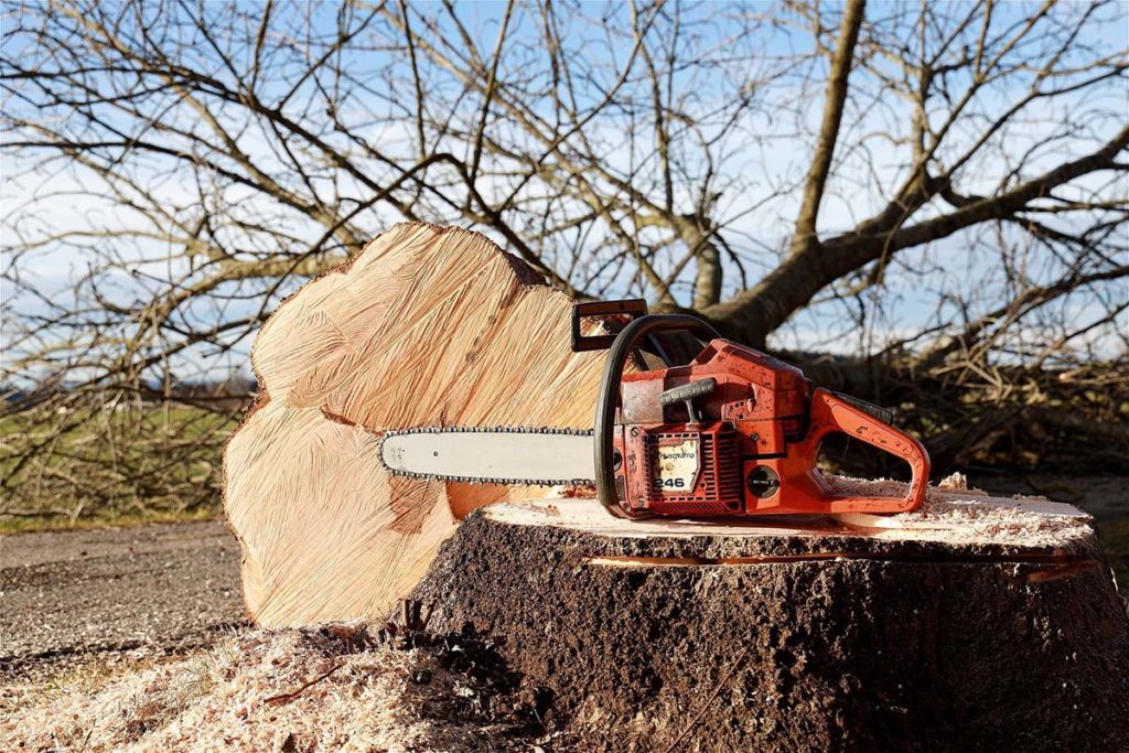 chainsaw put on the stump of a recently cut tree
