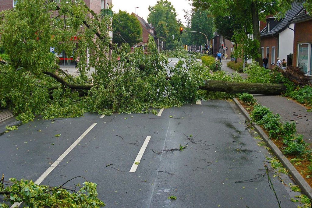 fallen tree blocking a street in Boston