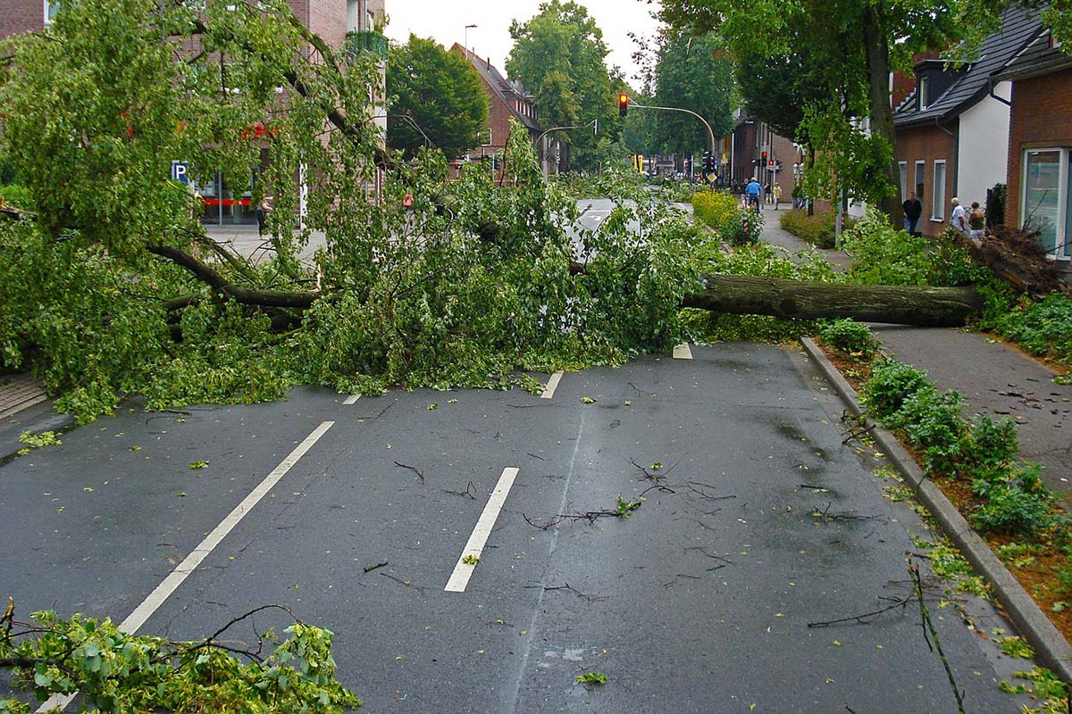 a fallen tree blocking the street in Boston due to storm damage