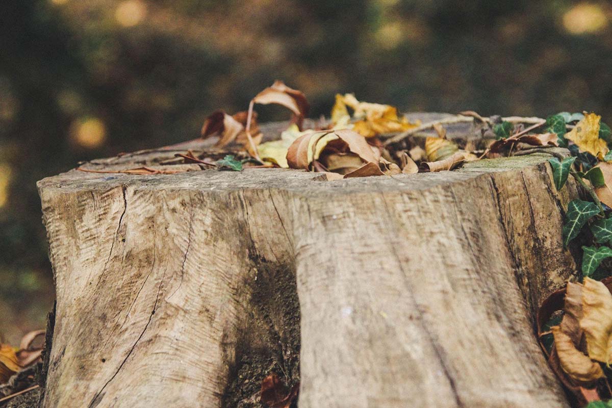 a tree stump