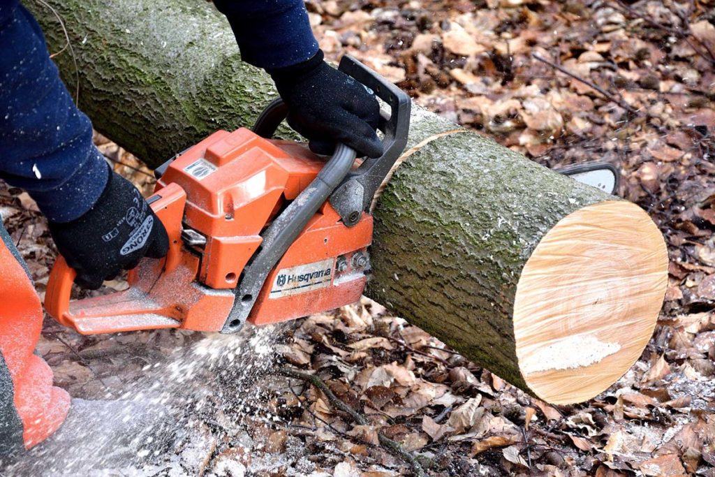 insured tree professional cutting a tree