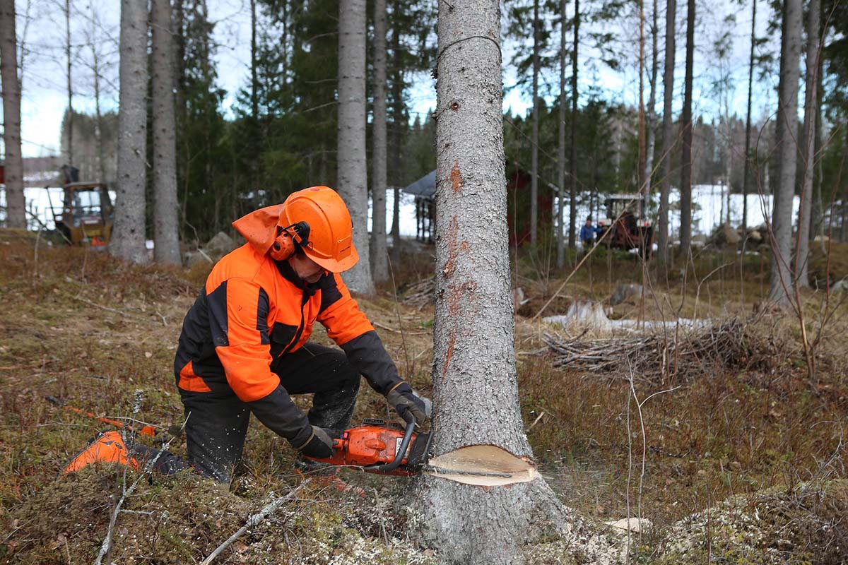 an arborist or tree surgeon cutting down a tree