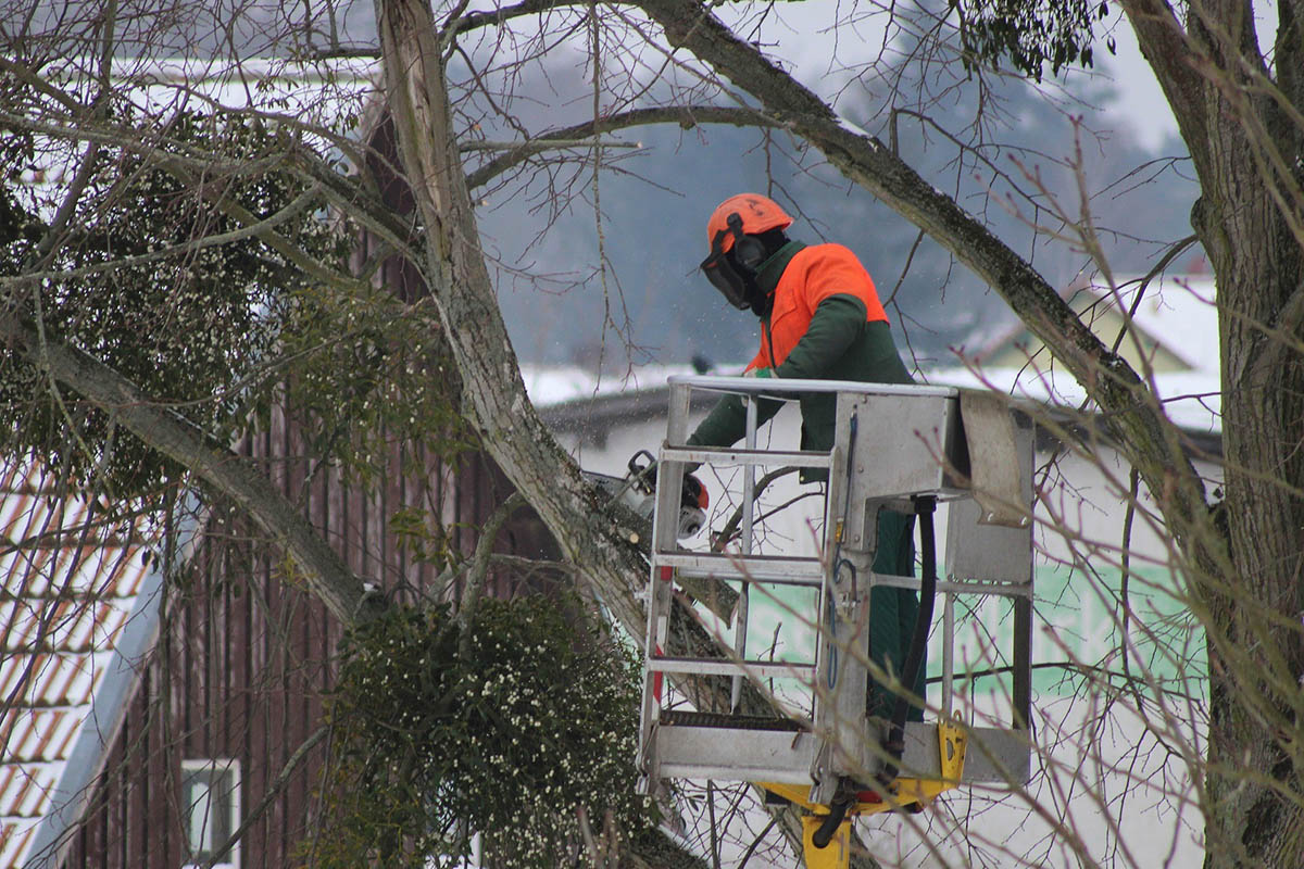 tree service contractor cutting branches on a tree