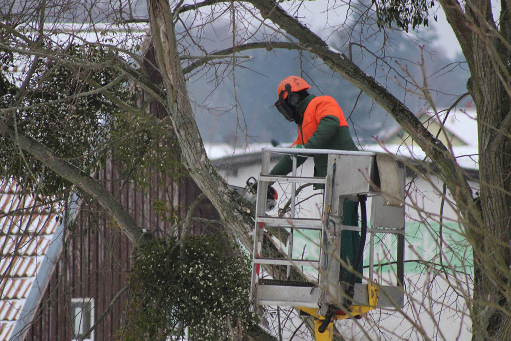 how much does it cost to remove tree in Boston MA