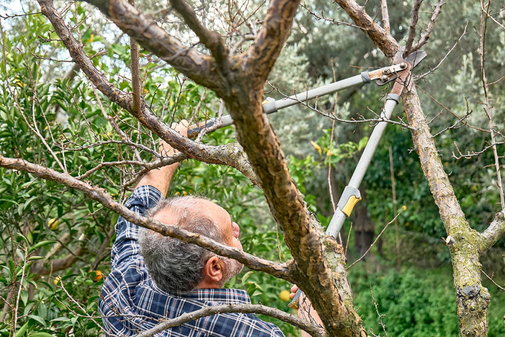 a man tree trimming his trees