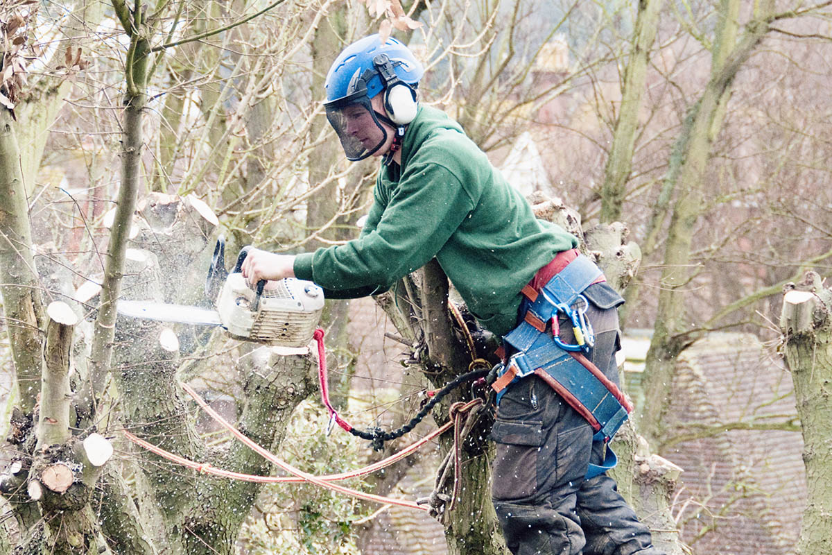 Tree surgeon trimming up a tree using chainsaw