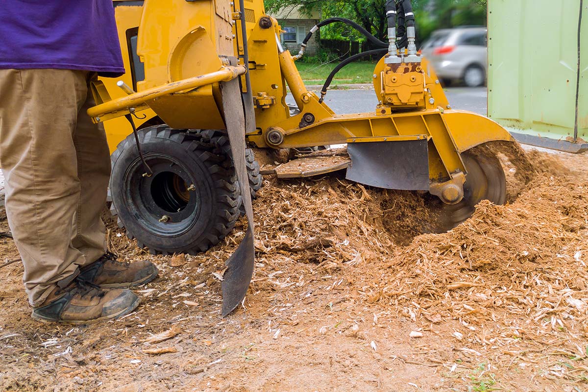 stump grinding and removal in plymouth