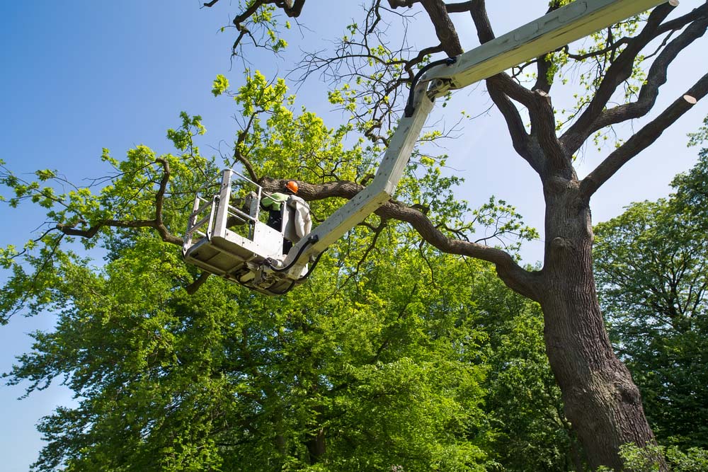 emergency tree removal in Bedford MA