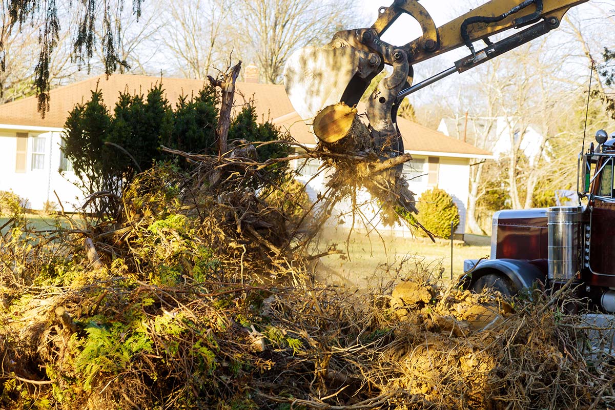 large tree removal in Bedford MA area